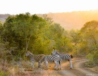 What You Need To Know Before Going On Your First Safari