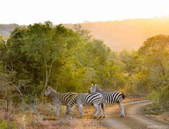 What You Need To Know Before Going On Your First Safari