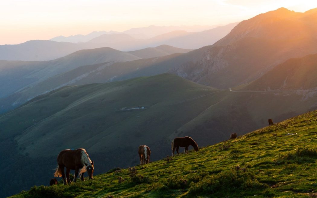 Wild horses roaming freely amidst the awe-inspiring landscape of Larrau at sunrise, where the untamed beauty stretches between France and Spain