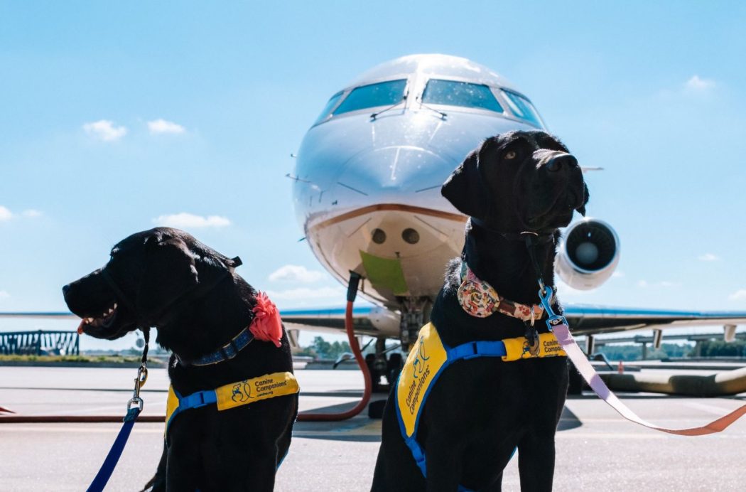 two dogs with an airplane in the background